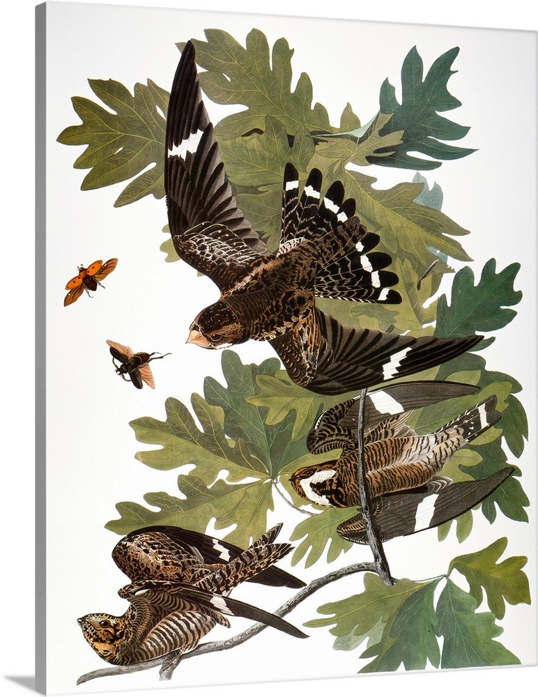 Common Nighthawk (Chordeiles minor), from John James Audubon's 'Birds of America,' 1827-1838.