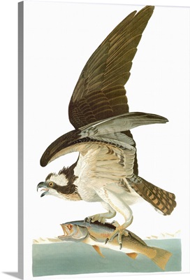Audubon: Osprey