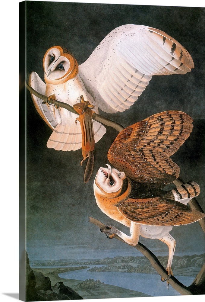 Barn owl (Tyto alba), from John James Audubon's 'The Birds of America,' 1827-1838.