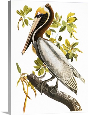 Audubon: Pelican