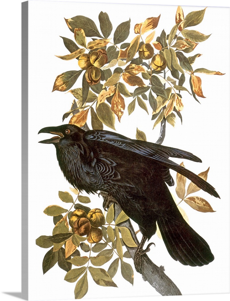 Common, or Northern, Raven (Corvus corax), from John James Audubon's 'The Birds of America,' 1827-1838.