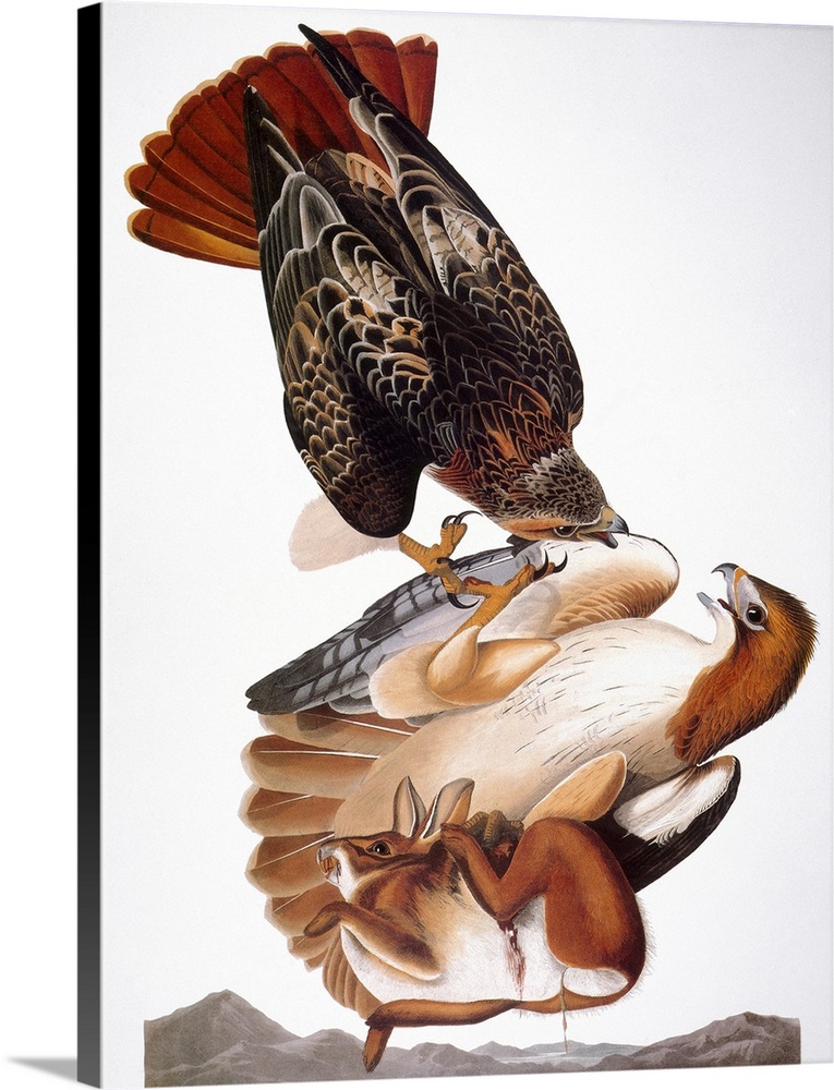 (Buteo jamaicensis) after John James Audubon for his Birds of America, 1827-38.