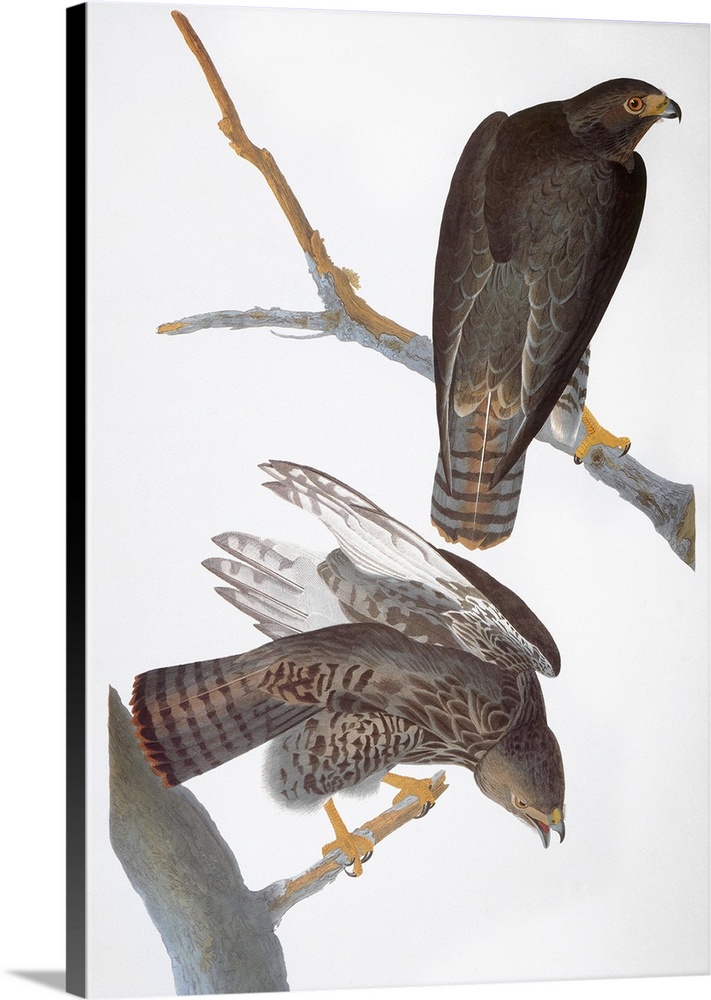 'Harlan's' Red-tailed Hawk (Buteo jamaicensis), after John James Audubon for his 'Birds of America,' 1827-1838.