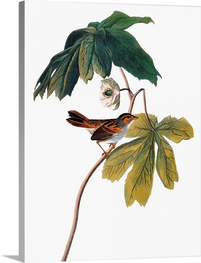 Swamp Sparrow (Melospiza georgiana), after John James Audubon for his 'Birds of America,' 1827-1838.