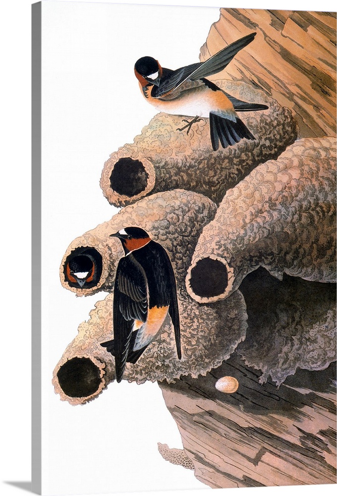 Cliff swallow (Petrochelidon pyrrhonta), from John James Audubon's 'The Birds of America,' 1827-1838.