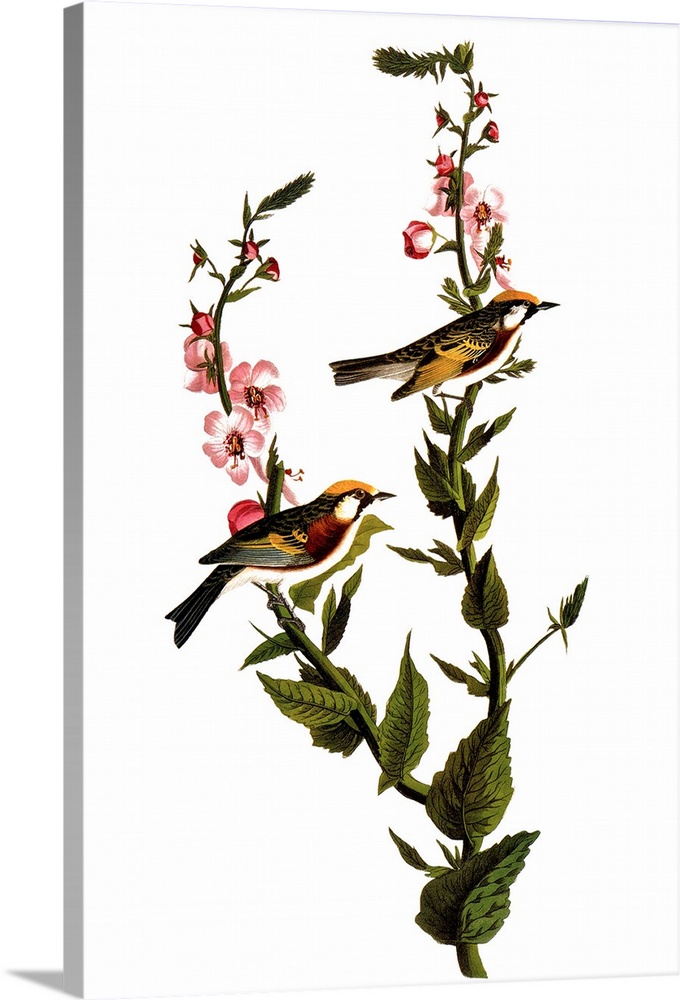 Chestnut-sided warbler (Dendroica pensylvanica), after John James Audubon for his 'Birds of America,' 1827-38.