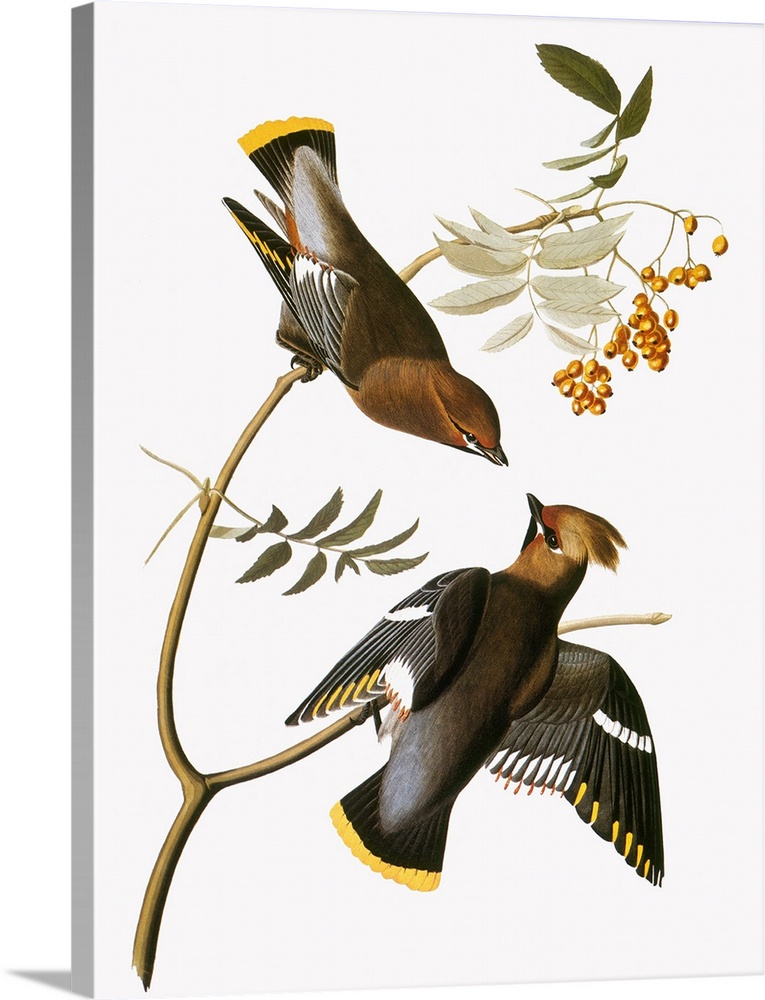 Bohemian waxwing (Bombycilla garrulus), from John James Audubon's 'The Birds of America,' 1827-1838.