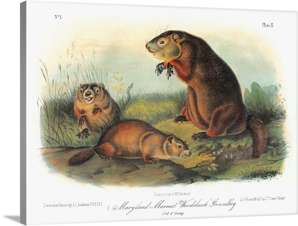 Maryland marmot, also known as a woodchuck or groundhog (Marmota monax, formerly Arctomys monax). Lithograph, c1849, after...
