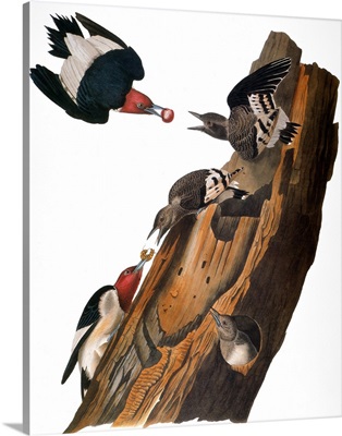 Audubon: Woodpecker