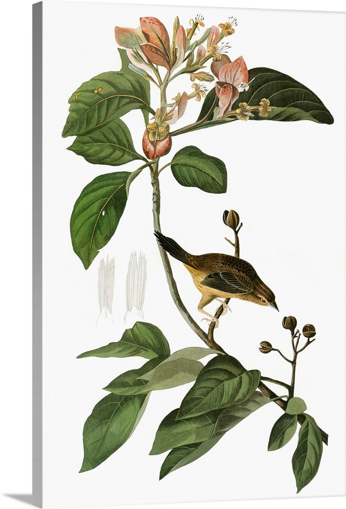 Bachman's Sparrow (Peucaea aestivalis, formerly Aimophila aestivalis). Engraving after John James Audubon for his 'Birds o...