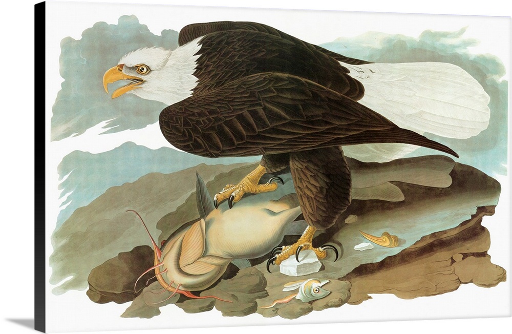 Bald Eagle (Haliaeetus leucocephalus). Engraving after John James Audubon for his 'Birds of America,' 1827-38.