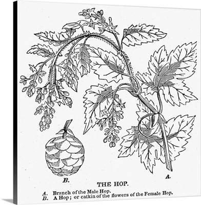 Beer, the Hop Plant, 1836