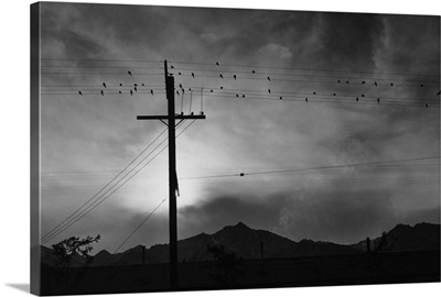Birds on a telephone wire at the Manzanar Relocation Center in California, 1943