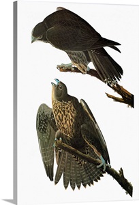 Black Falcon image thumbnail