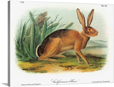 Black-tailed jackrabbit, also known as the American desert hare, or California hare