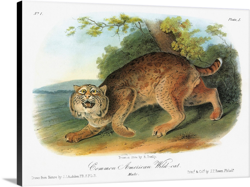 Bobcat, or bay lynx (Lynx rufus). Lithograph, c1849, after a painting by John James Audubon for his 'Viviparous Quadrupeds...