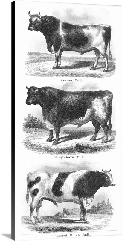 Breeds Of Bulls | Great Big Canvas