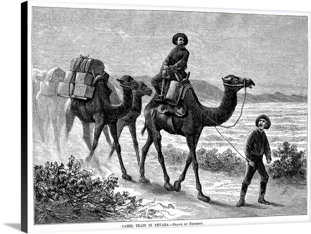 Camel Caravan, 1877. Descendants Of the Surviving Pair Of Camels Of the Original 'Camel Express' Of 1857 In Service In Nev...