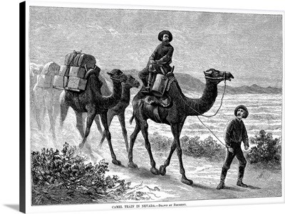 Camel Caravan, 1877