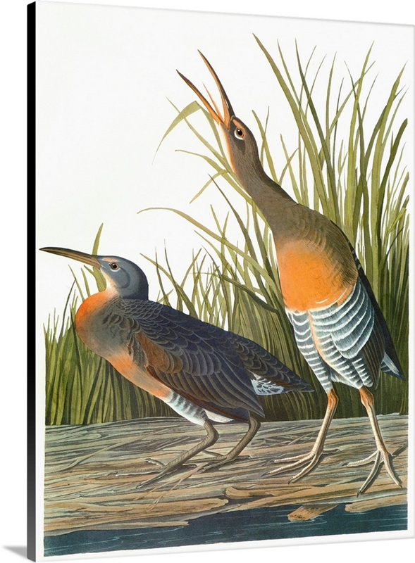 Clapper Rail | Great Big Canvas