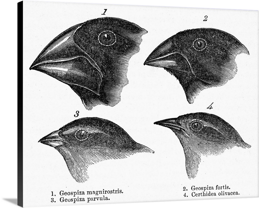 Darwin, Galapagos Finches. The Page From A 19th Century Edition Of Charles Darwin's Journal Of Researches, Wherein the Gra...