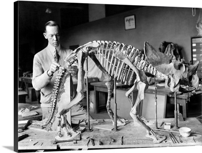 Dinosaur Skeleton, 1921