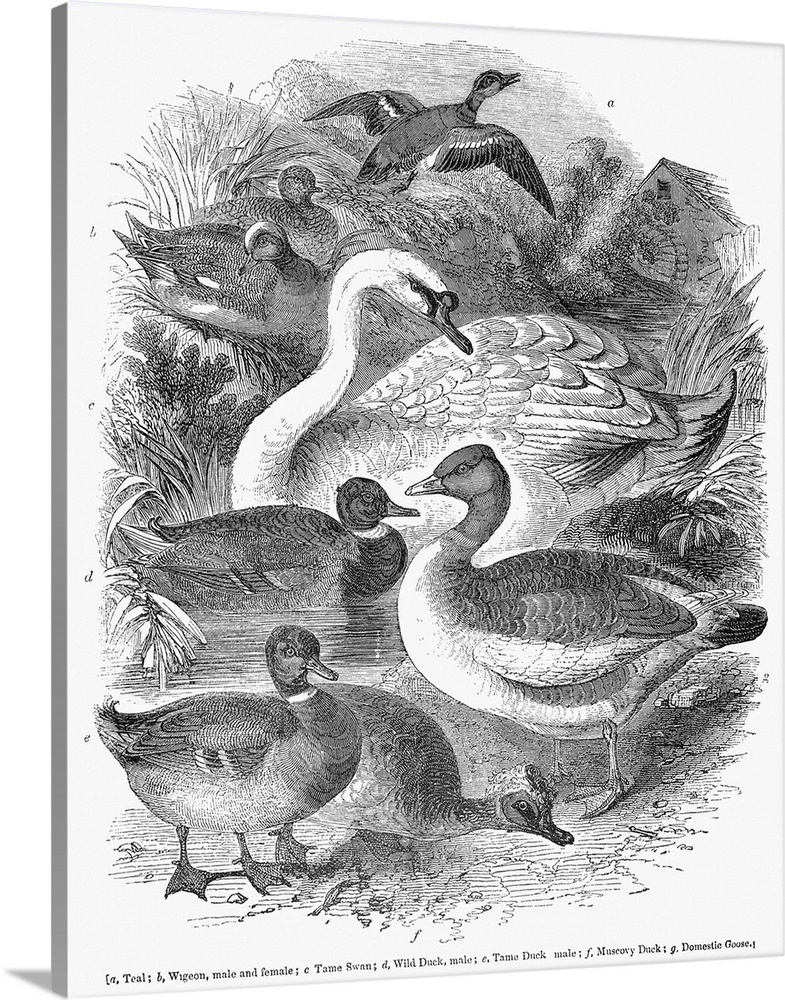 Ducks, Swans and Geese. Line Engraving, 1841.