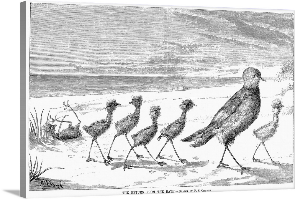 Family Of Birds, 1879. the Return From the Bath. Wood Engraving, 1879.