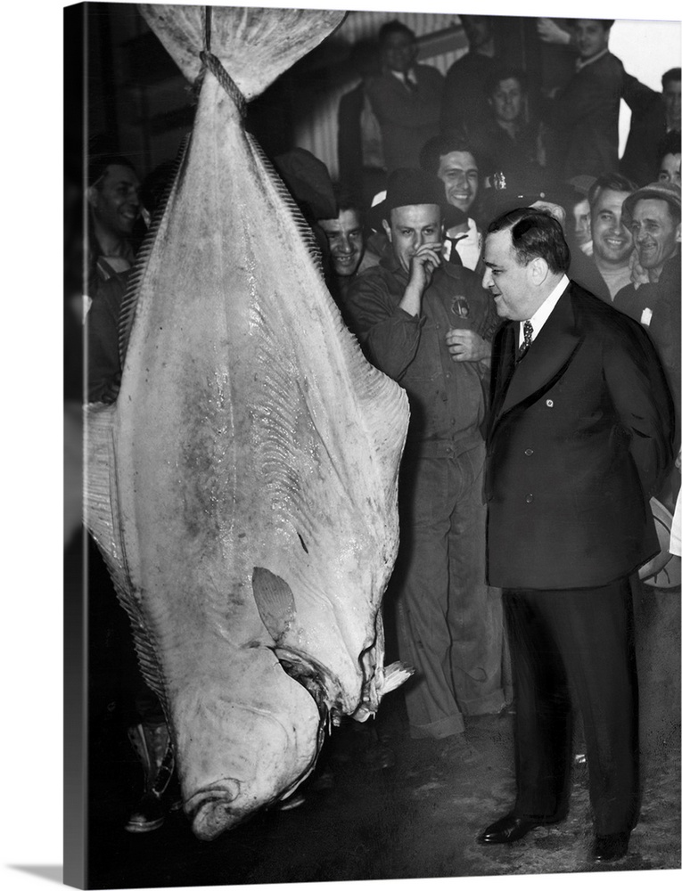 (1882-1947). American lawyer and politician, mayor of New York City, 1934-45. With a 300-pound halibut at Fulton Fish Mark...