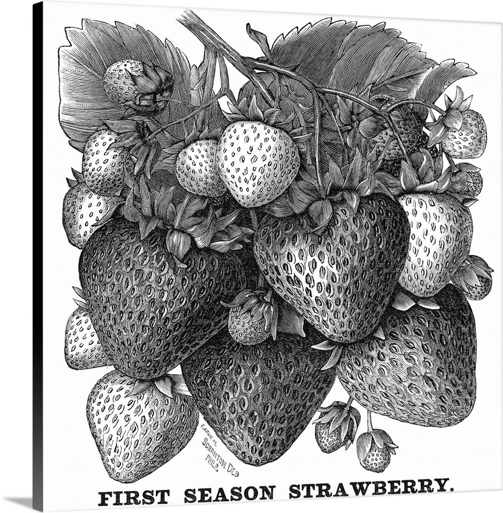 Botany, Strawberry Bush. 'First Season Strawberry.' American Wood Engraving, 19th Century.