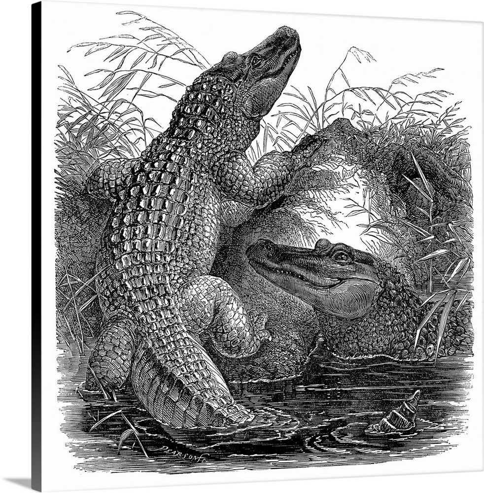 Florida Alligators. Wood Engraving, 19th Century.