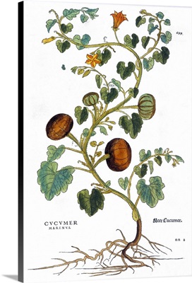 Gourd, 1735