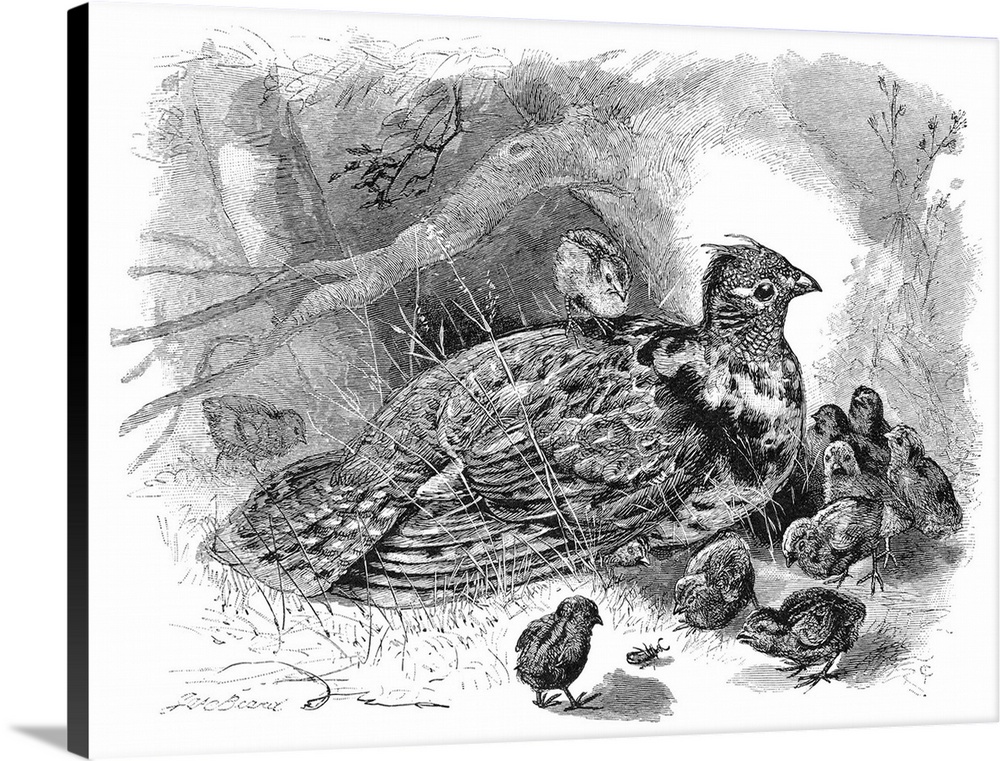 Grouse And Young. Line Engraving After A Drawing By James Carter Beard (1837-1913).