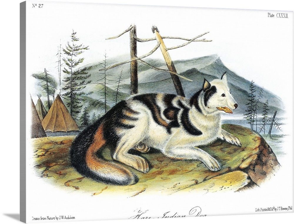Hare Indian, or Mackenzie River, dog, an extinct breed of domesticated