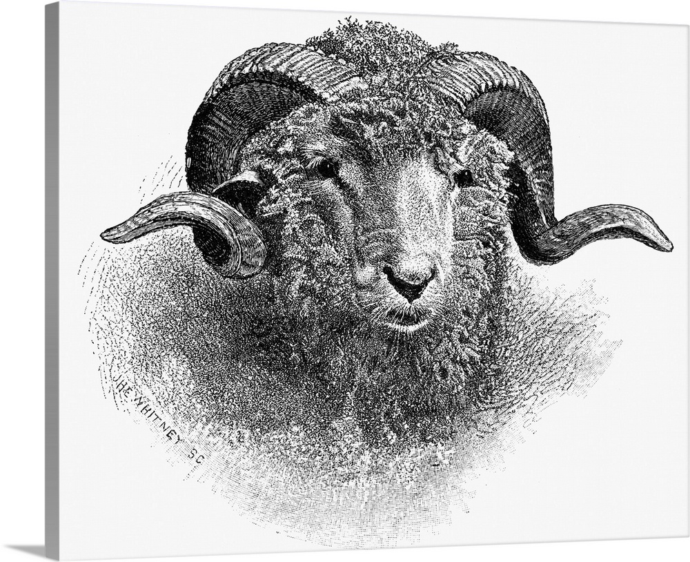 Sheep, 19th Century. Head Of A Merino Ram. Wood Engraving, 19th Century.