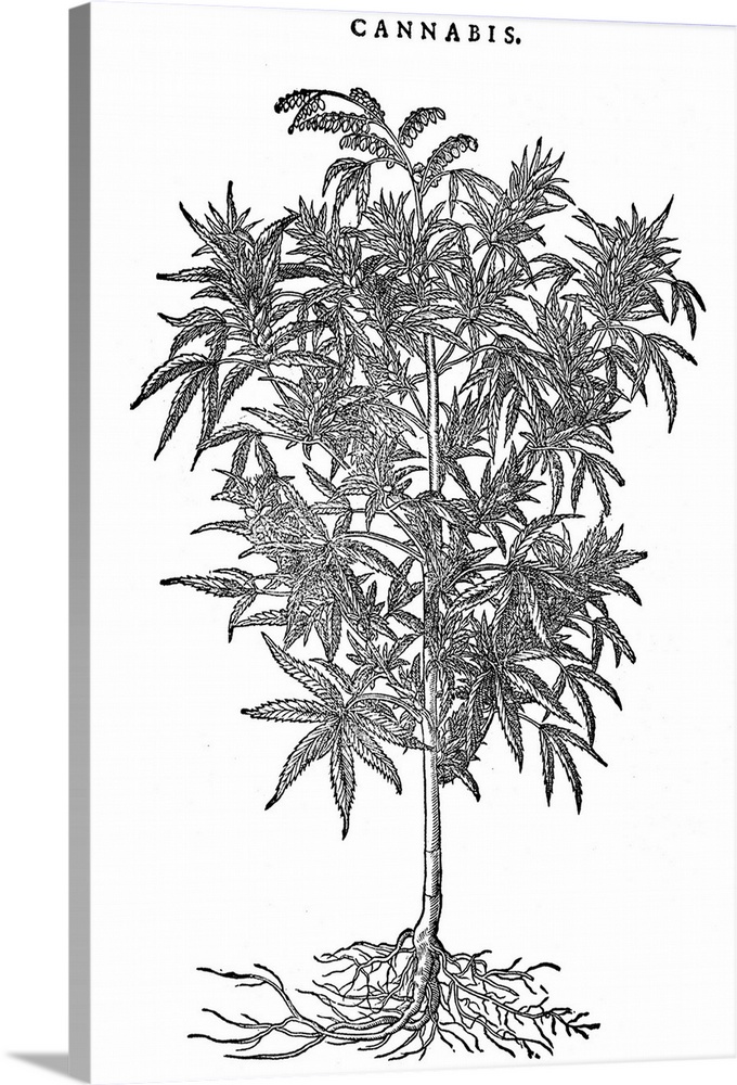 Hemp Plant. Cannabis Sativa, Woodcut, 1565.