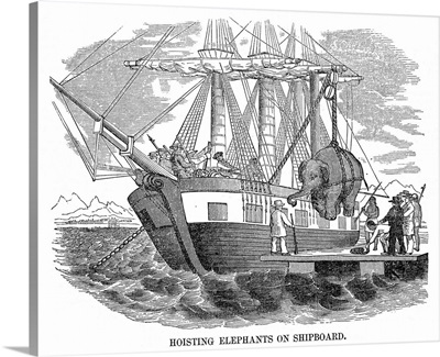Hoisting An Elephant Onto A Ship