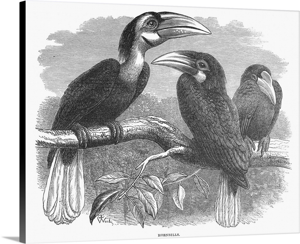 Hornbills. Line Engraving, 19th Century.