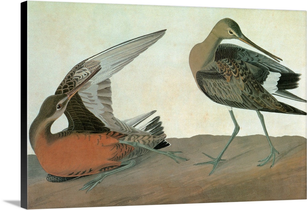 Hudsonian Godwit (Limosa haemastica). Engraving after John James Audubon for his 'Birds of America,' 1827-38.