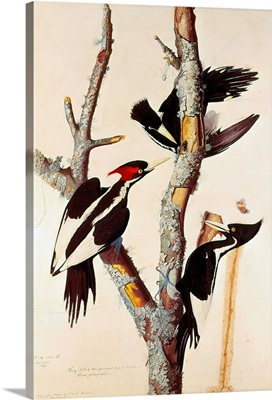 Ivory-billed woodpeckers