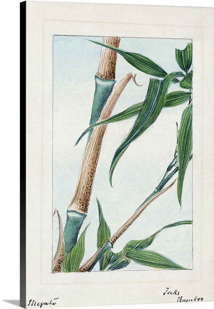 Japan, Bamboo, C1875. A Japanese Drawing Of the Stalk And Leaves Of the Take Bamboo Plant.