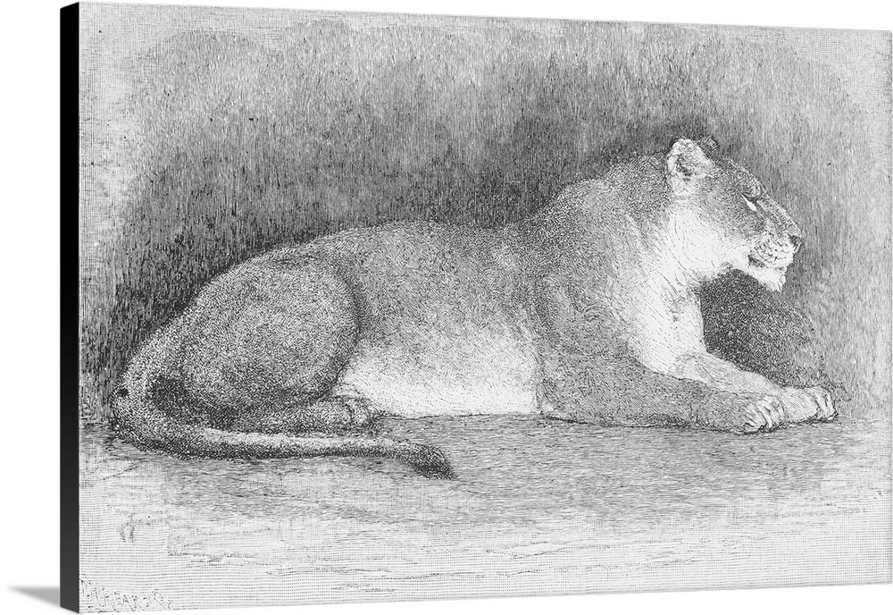 Lioness. Wood Engraving, 19th Century.