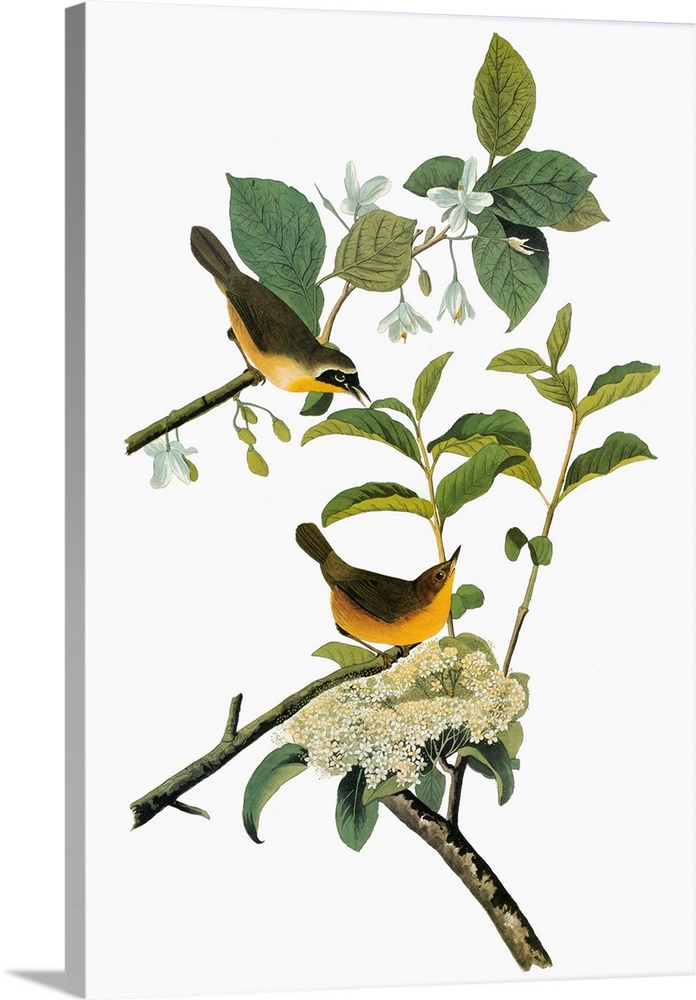 Male (top) and female Common Yellowthroats (Geothlypis trichas). Engraving after John James Audubon for his 'Birds of Amer...