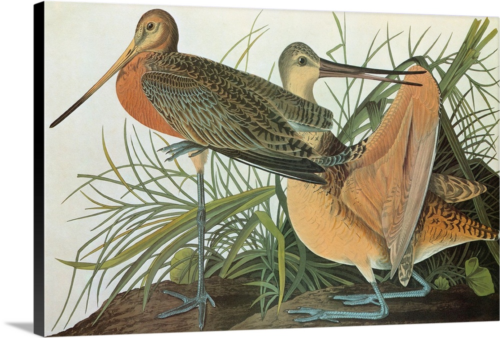 Marbled Godwit (Limosa fedoa). Engraving after John James Audubon for his 'Birds of America,' 1827-38.