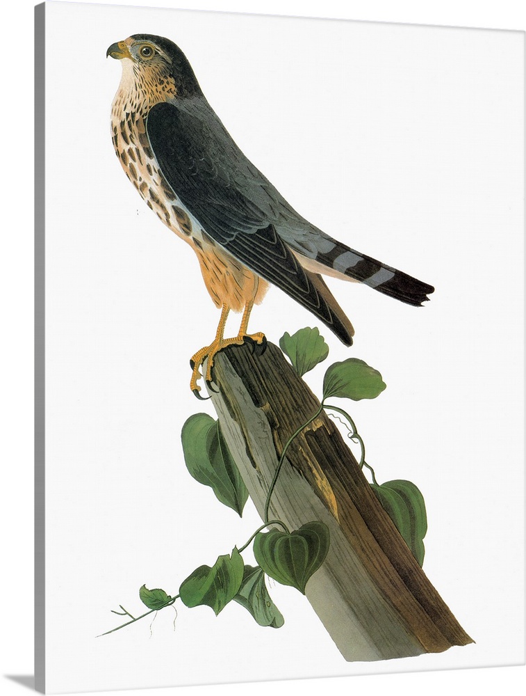 Merlin, or Pigeon Hawk (Falco columbarius). Engraving after John James Audubon for his 'Birds of America,' 1827-38.