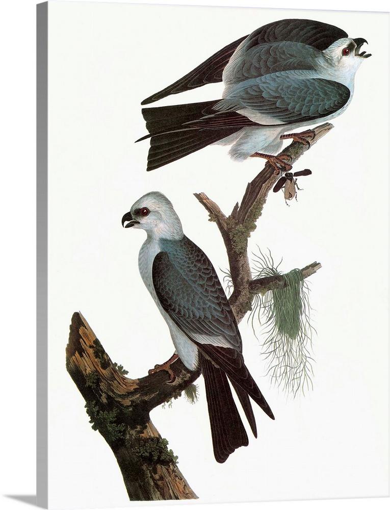 Mississippi Kite (Ictinia mississippiensis). Engraving after John James Audubon for his 'Birds of America,' 1827-38.