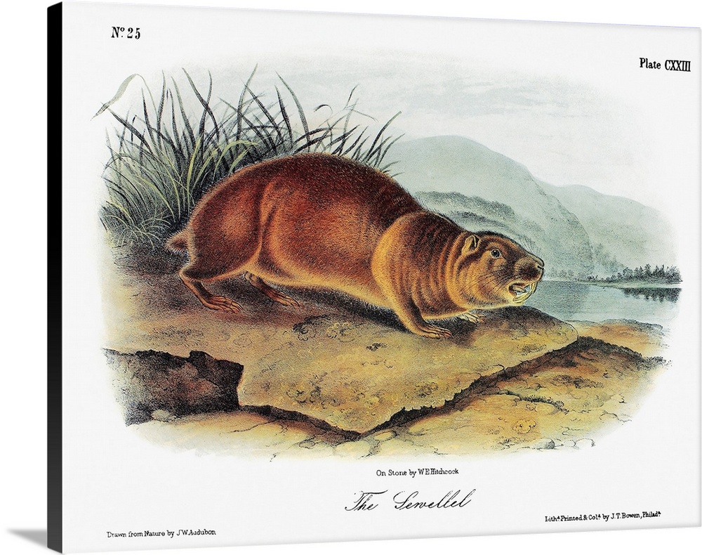 Mountain, or sewellel, beaver (Aplodontia rufa). Lithograph, c1854, after a painting by John Woodhouse Audubon for John Ja...