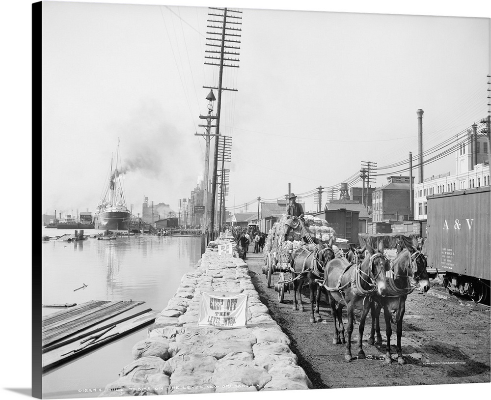 New Orleans, Mule Team. A Mule Team Pulling A Cartload Of Baled Cotton On the Levee In New Orleans, Louisiana. Photographe...