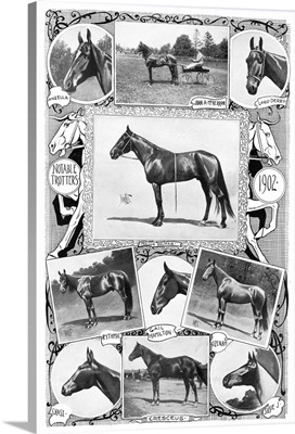 Notable Trotter Racehorses, 1902