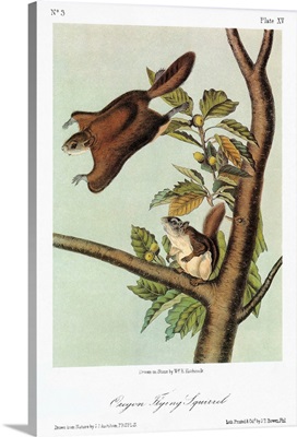Oregon, or Bachman, flying squirrel